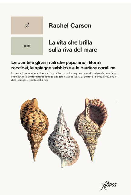 Copertina di «La vita che brilla sulla riva del mare»