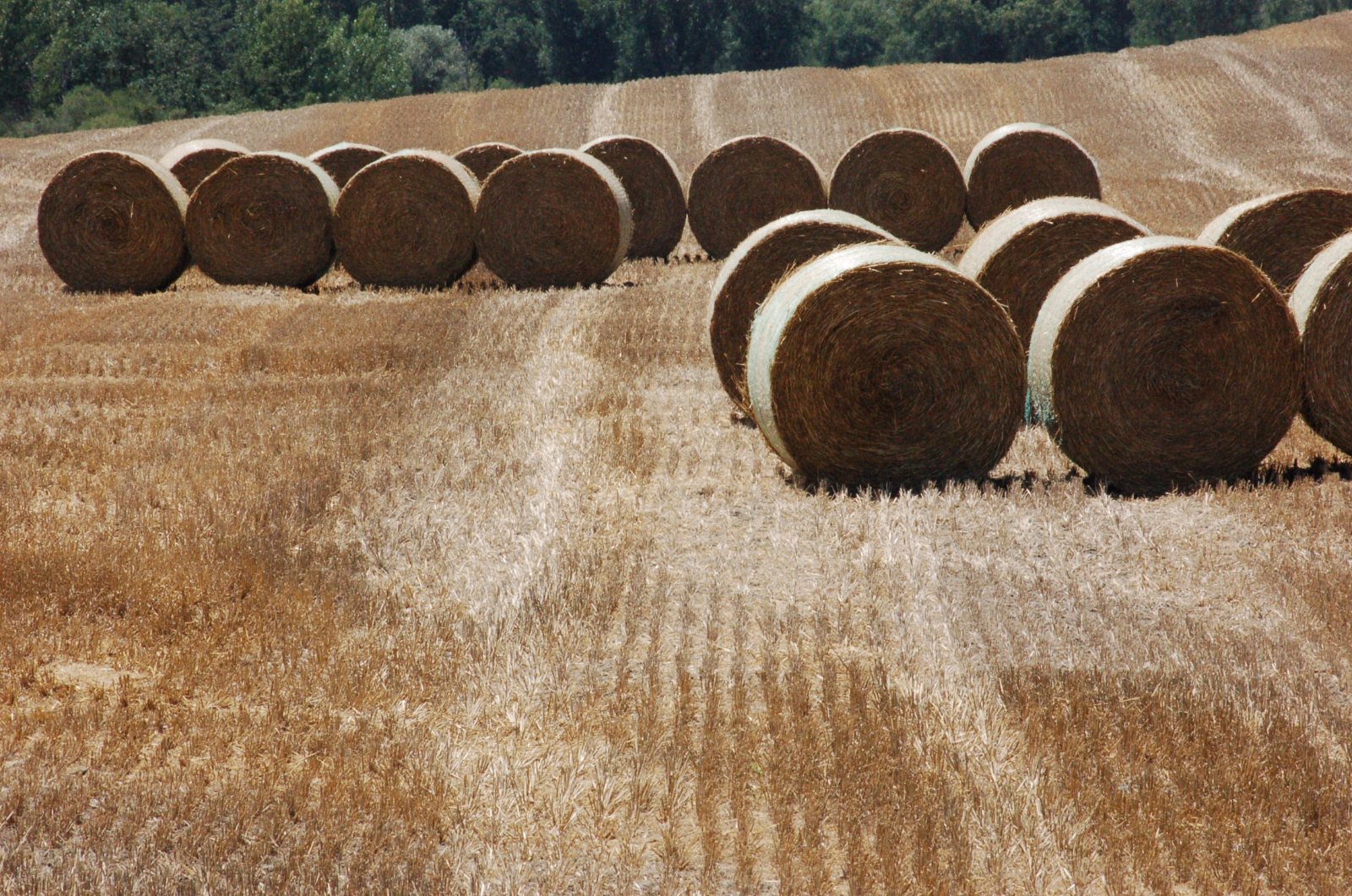 Rotoballe di paglia in un campo mietuto